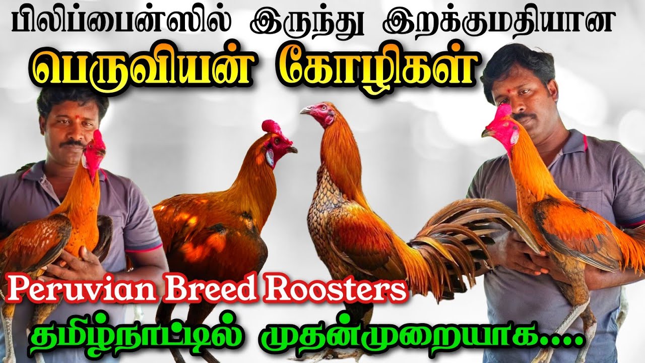 பெரு நாட்டு பூர்வீகமான 