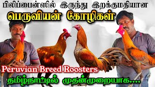 Roosters