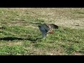 Red-tailed Hawk making a kill! Up close! Rat suicide? Near Verrezano Bridge 1