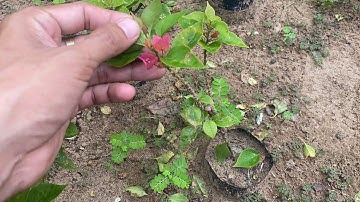 Bênh rụng lá hoa giấy tìm cách khắc phục rụng lá bằng thuốc gì ?