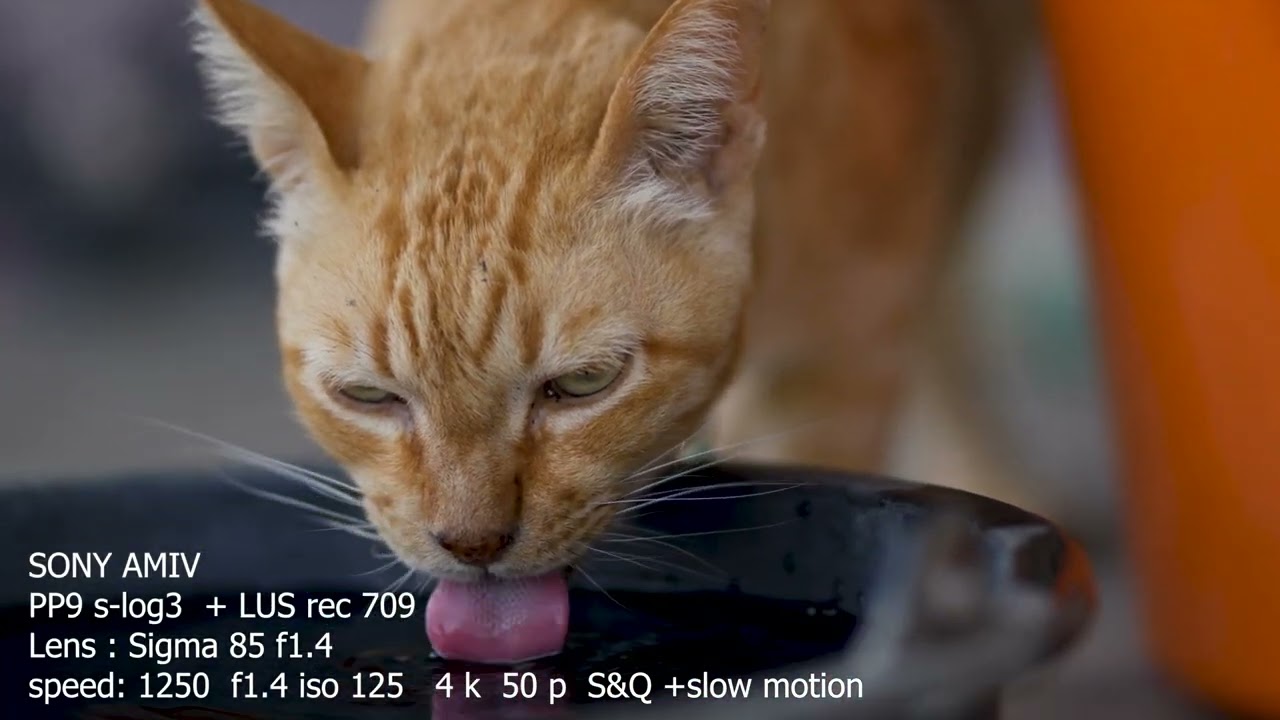 Slog3 VS s cinetone videos'  test in SONY A7IV A7M4