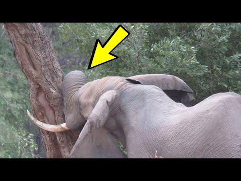 Vídeo: Els elefants són bones mares?