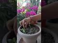 How To Propagate Bougainvillea Plant From Cuttings Propagation Bougainvillea
