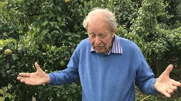 Pruning pear trees in August and September