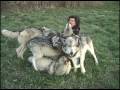 Wolves at Wolf Park