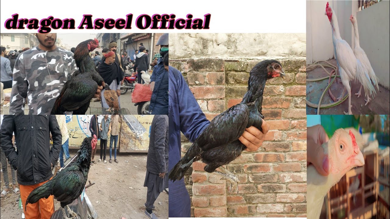 Lahore lari adda murgha mandi2024| Today Lahore Aseel murgha mandi| Aseel murgha mandi Lahore|