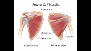 Two Minutes of Anatomy: Rotator Cuff