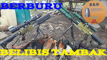 BERBURU BURUNG BELIBIS TAMBAK