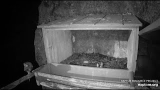 Great Spirit Bluff Falcons cam. A little owl on the nestbox branch  - explore 07-23-2021