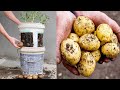 Como cultivar batatas em velhos baldes de tinta de plástico para iniciantes
