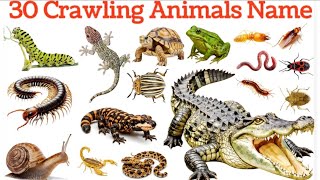 30 Crawling Animals Name In English And Hindi For Kids | खतरनाक रेंगने वाले जानवरों के नाम #animals