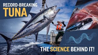 The Science Behind Record-Breaking Tuna Catches #RecordBreakingTuna#TunaScienceExplained#bluefintuna