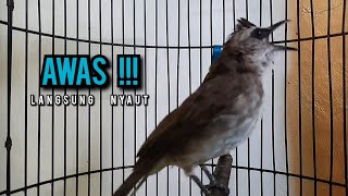 trucukan gacor TARUNG ROPEL PANJANG pancingan trucukan agar bunyi jadikan burung trucuk gacor EMOSI