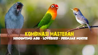 Masteran Mewah  Srigunting Abu  Lovebird  Prenjak Ngetir