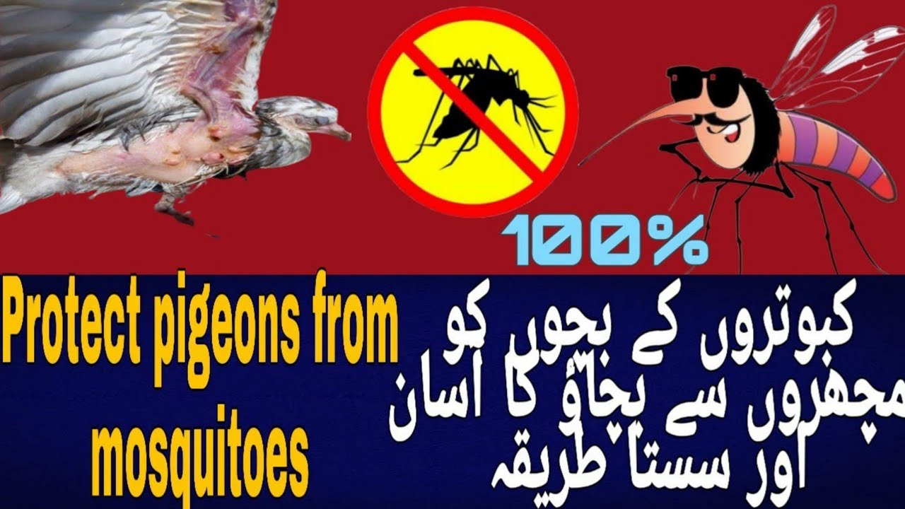 How To Protect Pigeons Mosquito Bites | kabootar ko machar se bachao | PigeonsRoy