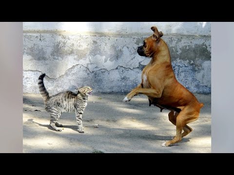 It's CATS'n DOGS time - Funniest ANIMAL CLIPS as always!