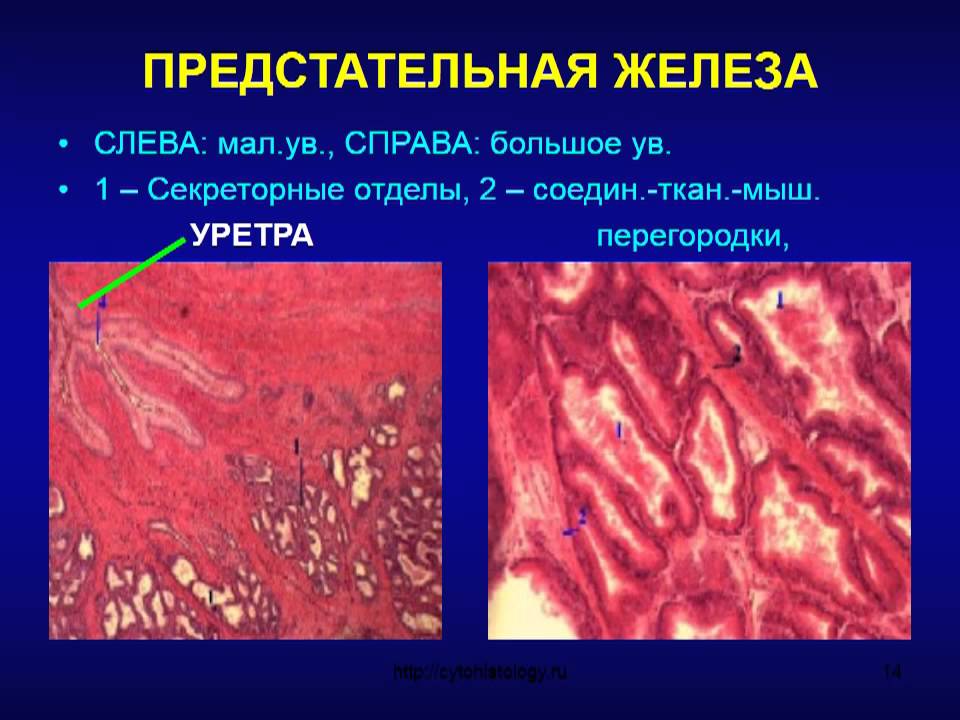 Лекция по теме Гистология: женская половая система 