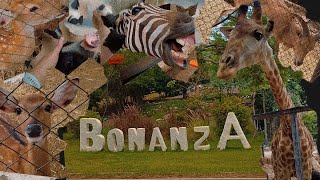 โบนันซ่า เขาใหญ่ สวนสัตว์ต่างถิ่น bonanza khaoyai ค่าเข้า150ต่อ1คน สิงหาคม2566 ยีราฟ กวาง ม้าลาย หมู