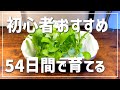 水耕栽培】【全成長過程】1ヶ月半で初心者が種から小松菜育ててみた(1