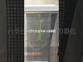ハラビロカマキリの羽化