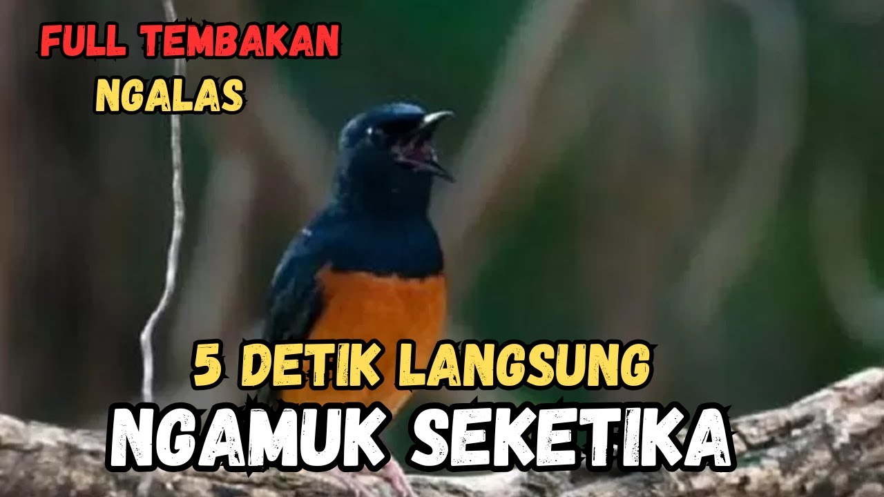 5 Detik! Masteran Murai Batu Yang Paling dicari Sang JUARA