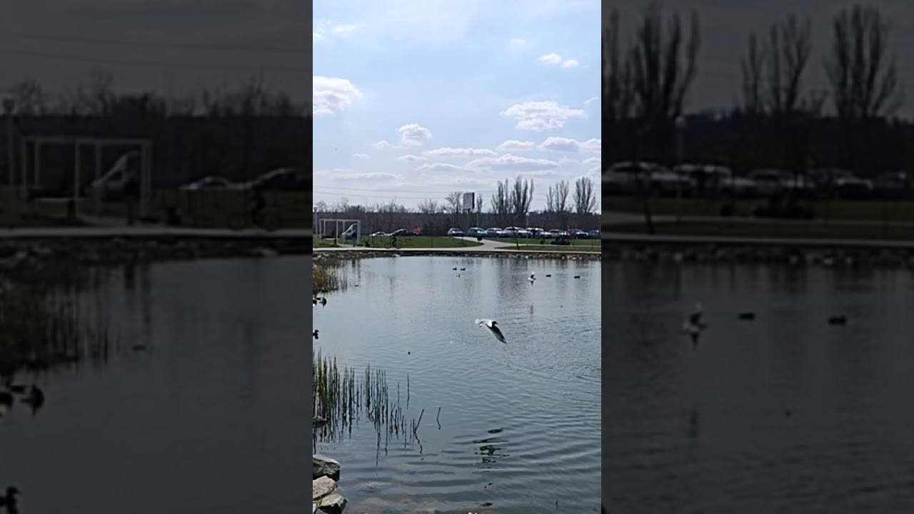 bird flying over pond 