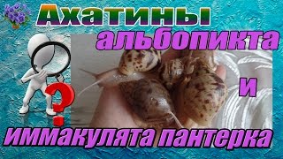 Улитка ахатина Иммакулята пантерка (Achatina immaculata ) и альбопикта ( Achatina albopicta ) Улитка ахатина Иммакулята пантерка (Achatina immaculata ) и альбопикта ( Achatina albopicta )