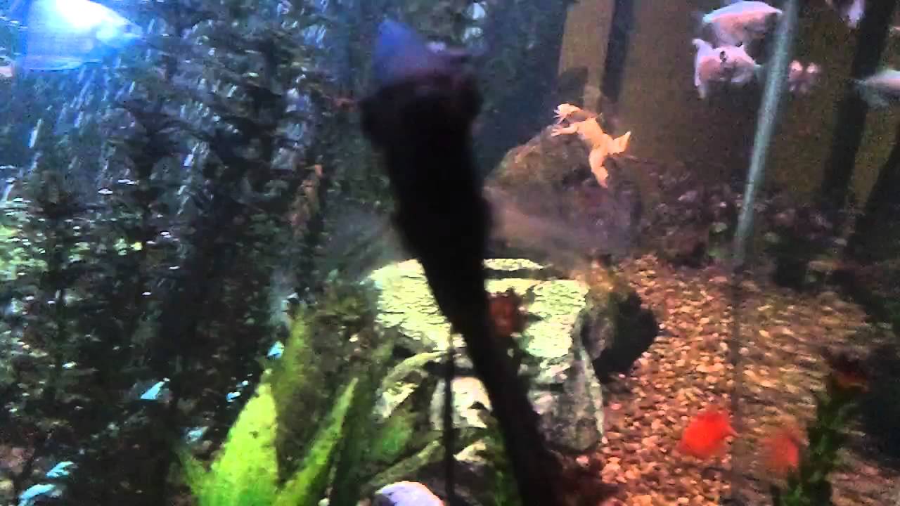 Tank with new fishes