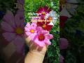 Bunga Cosmos #berkebundirumah #garden #gardening #cosmos #caramerawattanaman #berkebun