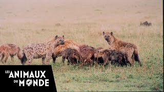 La hyène - champions de la nature