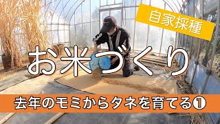 オーガニック米を育てる｜籾から苗を自家採種する①