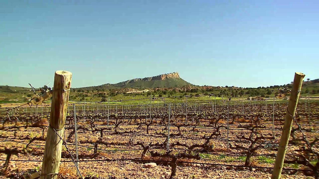 En el viñedo de Bodegas Luzón - Todovino.com