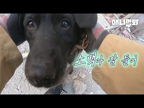 13명의 목숨을 살린 강아지에게 생긴 일ㅣRescue Dog That <strong>Saved</strong> 13 People’s Lives
