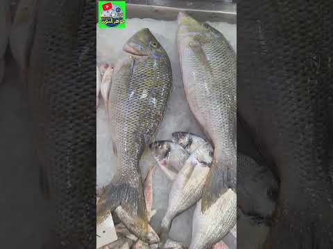 حسب طلبكم نعرض مجموعة من أسماك البحر الأحمر وأفضل طرق لها للطهي و الأكل