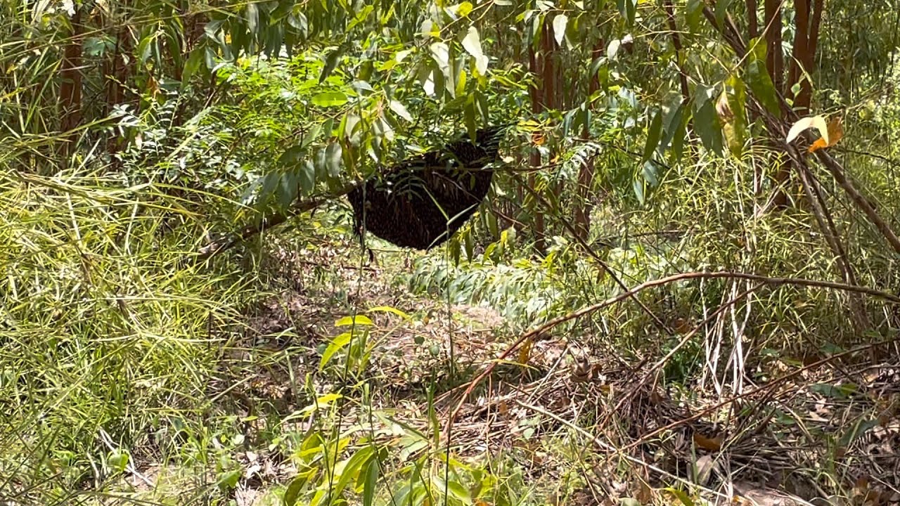 ผึ้งหลวงเกาะต่ำๆ อยู่โต่งโม่ง  |  พรานหมึก คนตีผึ้ง