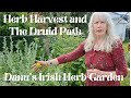 Herb Harvest and The Druid Path
