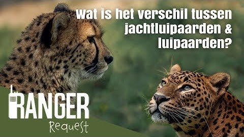 Wat is het verschil tussen jachtluipaarden en luipaarden? │Ranger Request