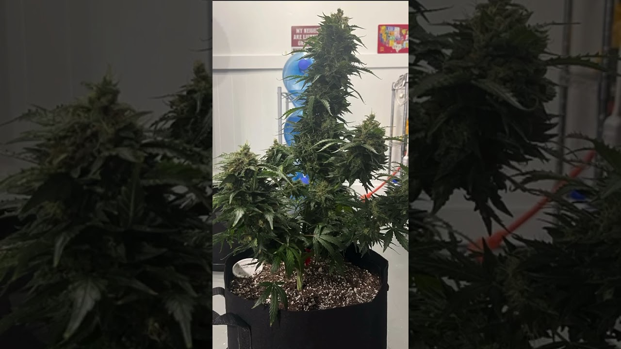 Bruce lemon diesel start to finish.