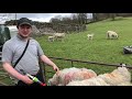 Dozing sheep and lambs