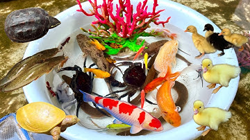 Cá sấu tinh nghịch bắt các con vật, bắt con cá trê, con thỏ, gà, vịt, bắt động vật dễ thương, cá sấu