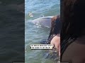 Beluga Whale comes to visit people at the beach 🐋😲               🎥: Viralhog