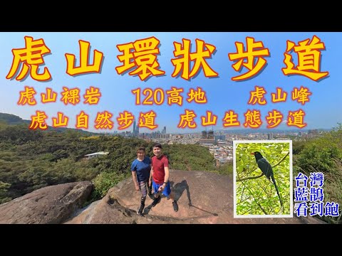 【虎山環狀步道】虎山裸岩｜虎山峰｜虎山自然步道｜虎山生態步道｜台灣藍鵲看到飽
