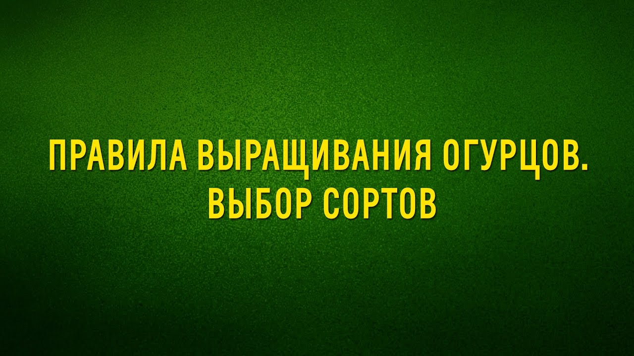 Правила выращивания огурцов  Выбор сортов