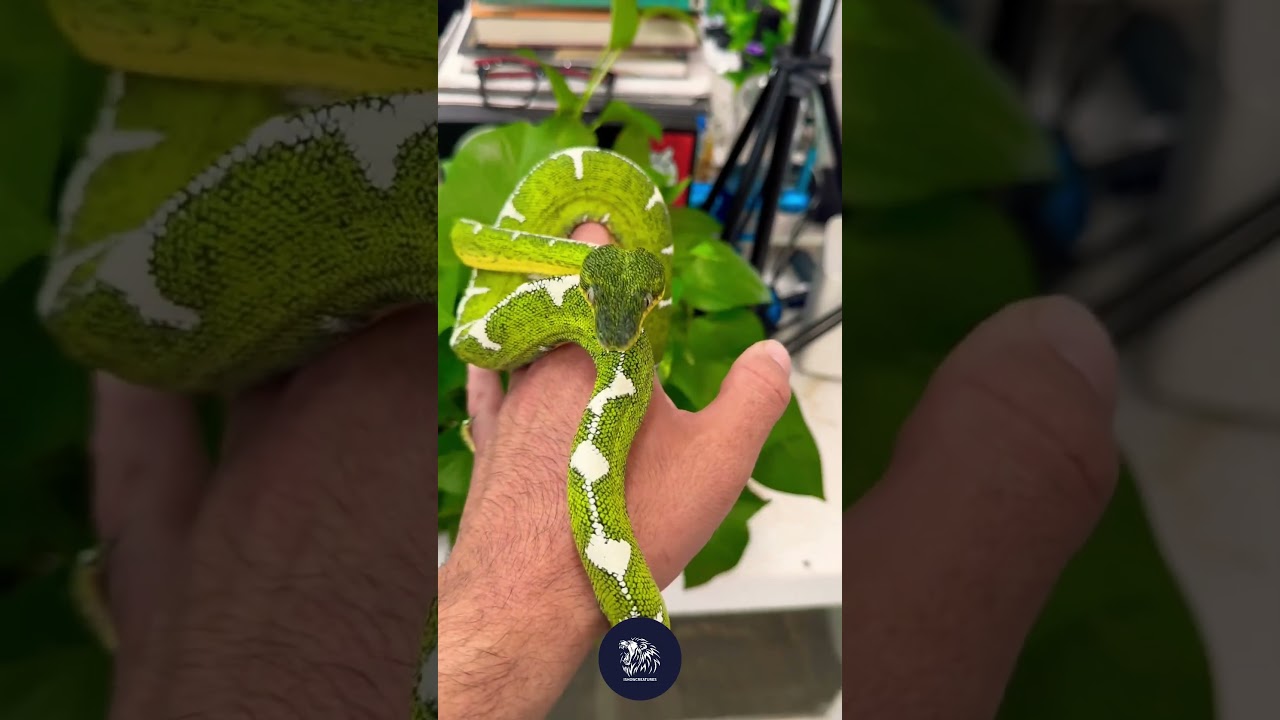 Lime green coils above the jungle. 🌿🐍