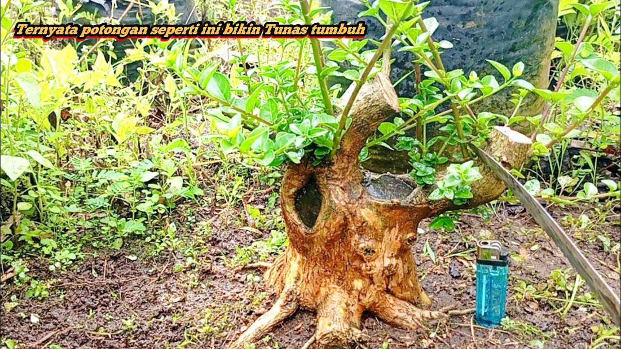 Ternyata pemotongan sperti ini bikin tunas tumbuh lebat seperti yang kita inginkan