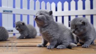 Five Kittens Meowing with SOUND  4K footage