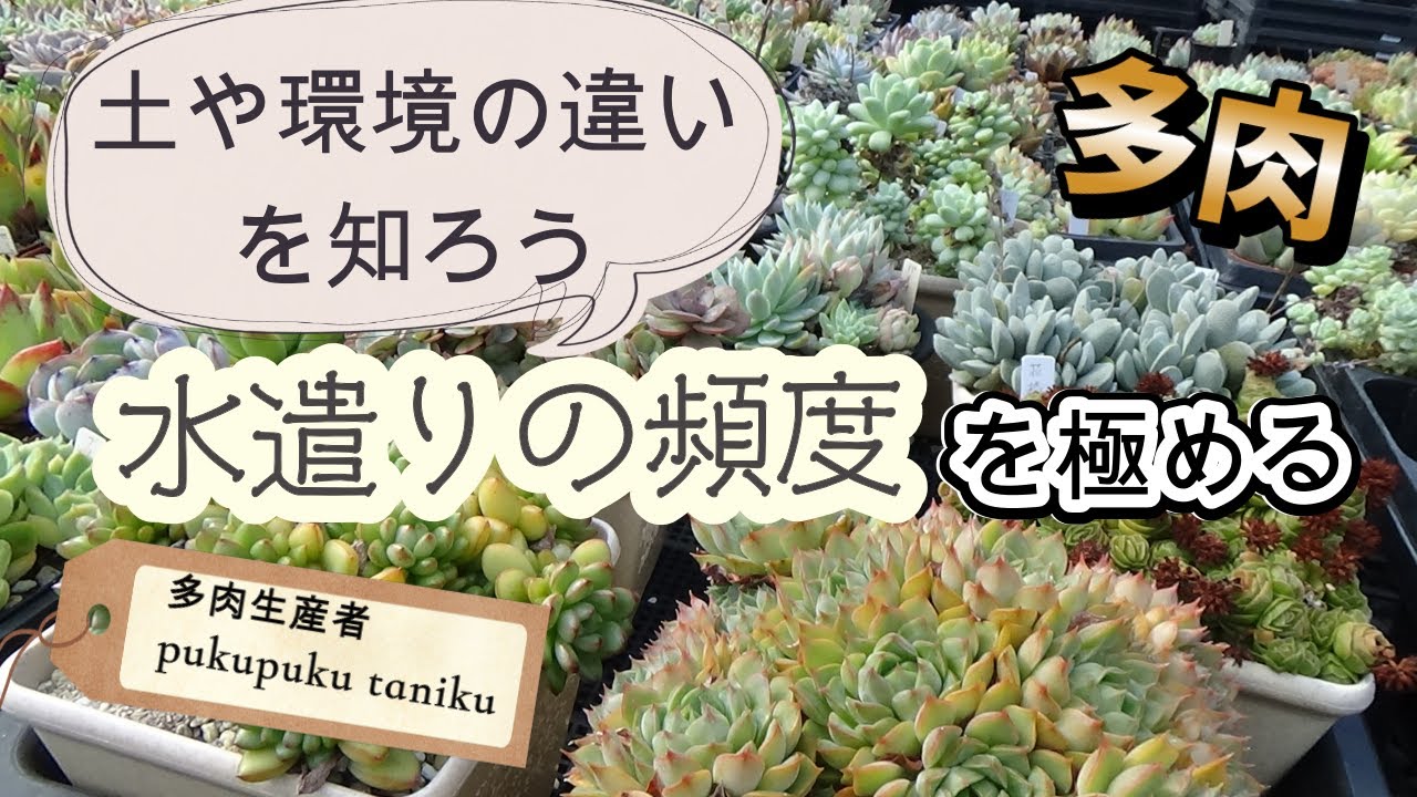 多肉】「水遣りの頻度」を極める！土や環境の違いを知ろう 多肉生産者