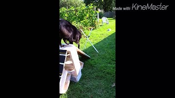 Backyard Dog Agility - running contacts