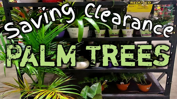 Saving Clearance Palm Tree Plants-Palm Tree Winter Care