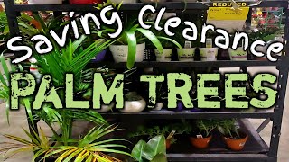 Saving Clearance Palm Tree Plants-Palm Tree Winter Care